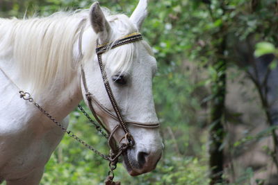 White horse against trees