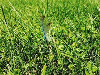 Close-up of damselfly on grass in field