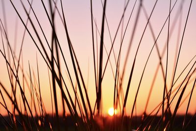 Close-up of silhouette plants on field against sunset sky