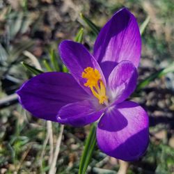 Close-up of purple crocus flower