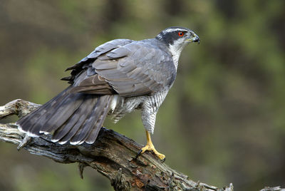 Close-up of bird perching on wood