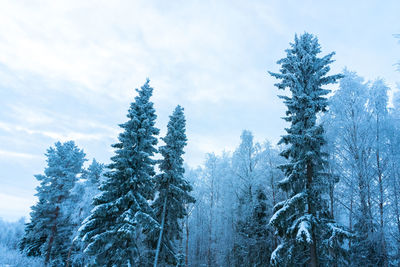 Pine trees in forest against sky