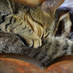 Close-up of cat sleeping