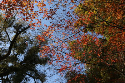 Low angle view of maple tree