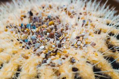 Full frame shot of plants