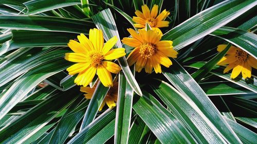 Close-up of yellow flowering plant