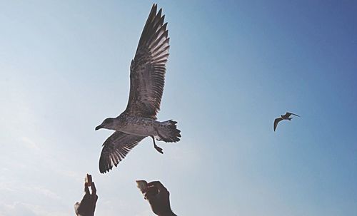 Low angle view of bird flying against blue sky