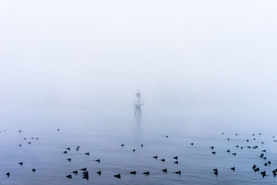 Ducks swimming on lake in foggy weather