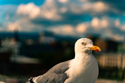 Close-up of seagull against blurred background