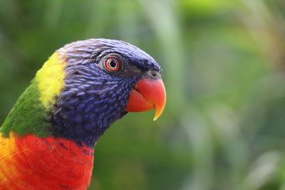 Close-up of parrot perching on leaf