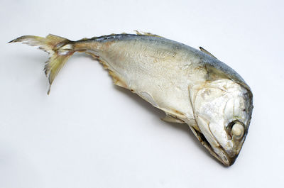 Close-up of dead fish