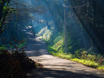 Empty road amidst trees in forest