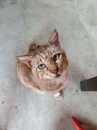 High angle view of cat sitting on floor