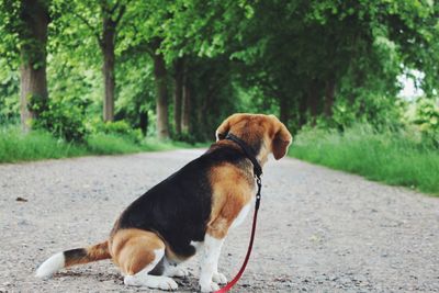 Dog sitting on street in forest