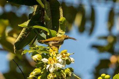 Close-up of bird on a flower