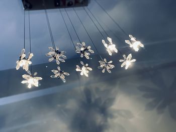 High angle view of white flowers on table
