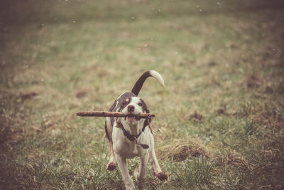 Dog on grass