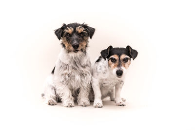 Portrait of dog against white background