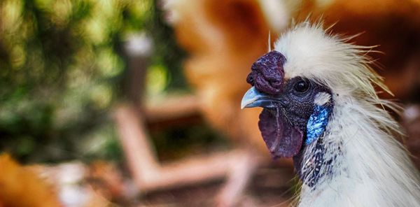 Close-up of a bird