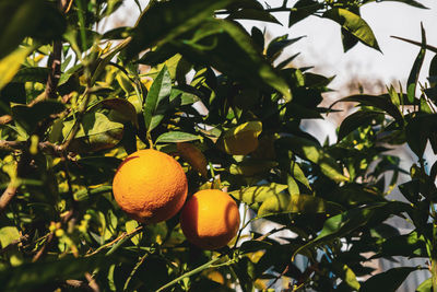 fruit