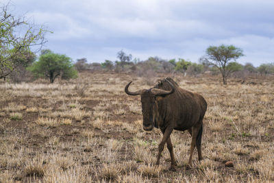 Full length of wildebeest on land against sky