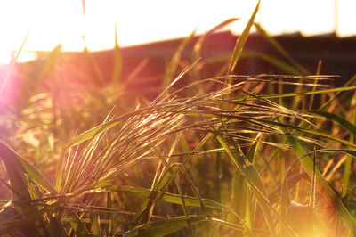 Close-up of wheat growing on field