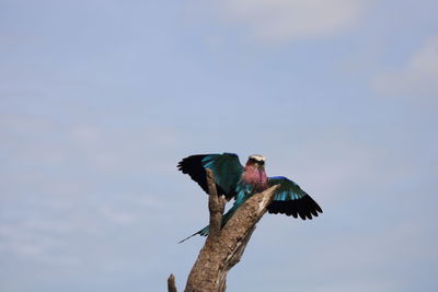 Low angle view of bird perching on a tree