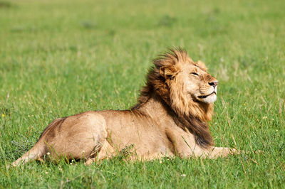 Close-up of a lion resting on field