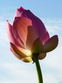 Low angle view of pink lotus water lily against sky