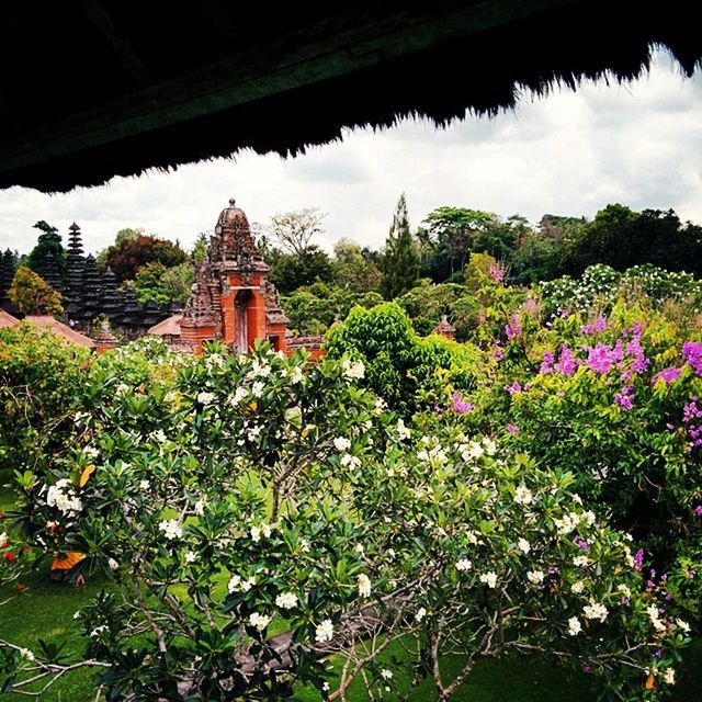 flower, growth, tree, sky, plant, built structure, building exterior, architecture, nature, freshness, beauty in nature, cloud - sky, fragility, in bloom, blooming, blossom, house, leaf, green color, no people