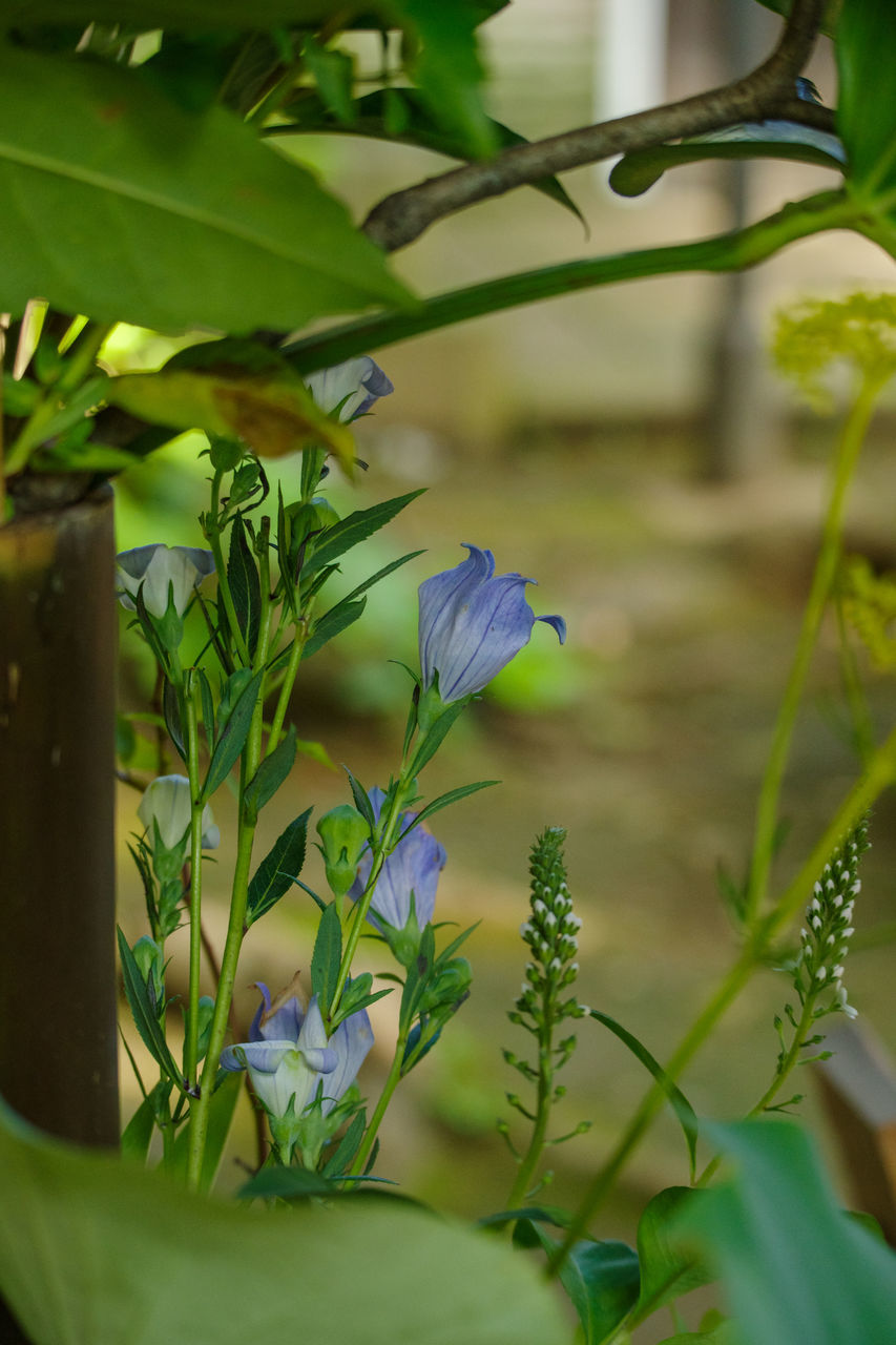 plant, green, leaf, plant part, nature, growth, flower, flowering plant, beauty in nature, freshness, no people, close-up, outdoors, food, food and drink, gardening, environment, agriculture, day, tree