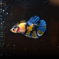 Close-up of fish swimming in sea