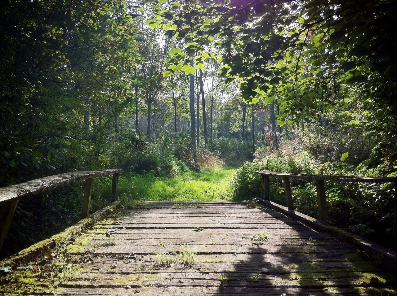 the way forward, tree, forest, railing, tranquility, footbridge, diminishing perspective, growth, nature, tranquil scene, narrow, vanishing point, walkway, beauty in nature, green color, footpath, pathway, branch, boardwalk, scenics