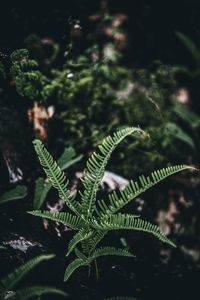 High angle view of fern leaves on tree