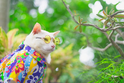 Cat wearing colorful pet clothing and sunglasses in park