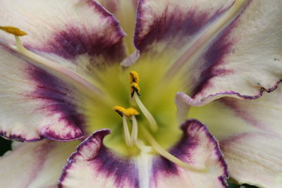 Macro shot of pink flower