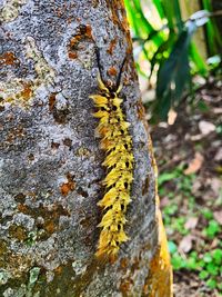 Close-up of caterpillar on tree trunk