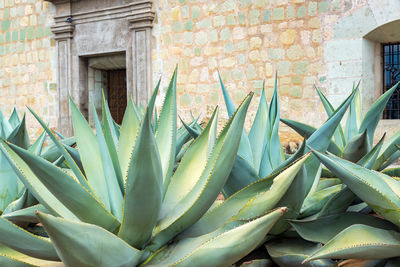 Close-up of aloe vera plant against house