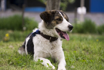 View of dog looking away on field