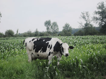 Cows in a field