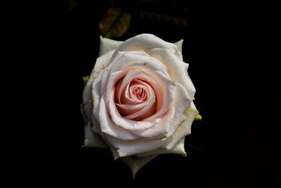 Close-up of rose against black background