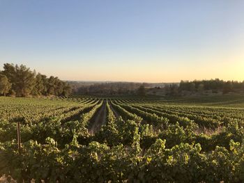 Scenic view of agricultural field against clear sky