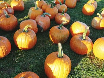 Close-up of pumpkins in field