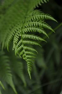 Close-up of fern leaves