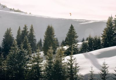 Paragliding above pine trees on snowcapped mountain against sky