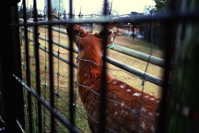 Backview of a deer in the zoo