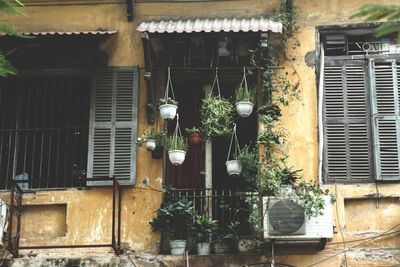 Potted plants on window of house