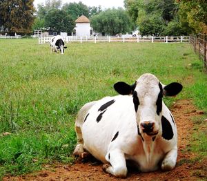 Portrait of cow on field