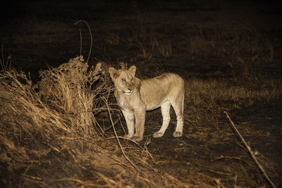 View of cat on field