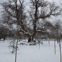 Bare trees on snow covered field